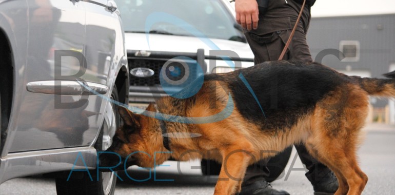K9 Detektör İş Köpeği